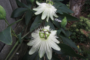 Passiflora ‘Riverside Snow Queen’ (PlantHaven at GroLink, Oxnard, CA)