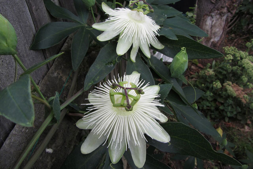 Passiflora ‘Riverside Snow Queen’ (PlantHaven at GroLink, Oxnard, CA)