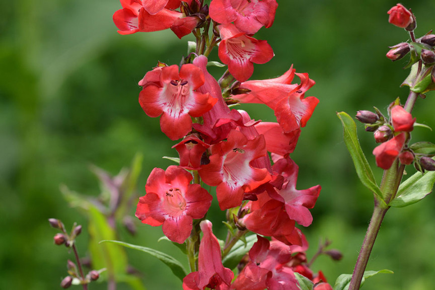 Penstemon ‘Cherry Sparks’ (Darwin Perennials, Ball Horticultural Co., Santa Paula, CA)