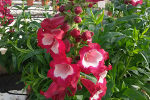Penstemon Series (Hishtil Nurseries at Pacific Plug & Liner, Watsonville, CA)