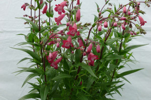 Penstemon ‘Mission Bells Deep Rose’ (Darwin Perennials, Ball Horticultural Co., Santa Paula, CA)