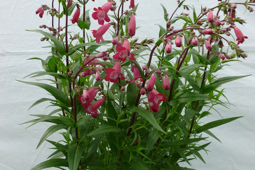 Penstemon ‘Mission Bells Deep Rose’ (Darwin Perennials, Ball Horticultural Co., Santa Paula, CA)