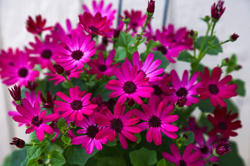 Pericallis ‘Senetti Ruby Red’ (Suntory Flowers)