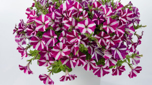 Danziger “Dan” Flower Farm Breeding Focuses On Market Alignment, Grower Success