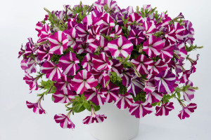 Petunia hybrida Amore' (Danziger “Dan” Flower Farm at Headstart Nursery, Gilroy, CA)