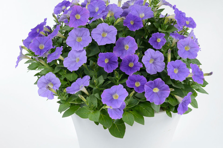 Petunia hybrida 'Classic Blue Ray'  (Danziger “Dan” Flower Farm at Headstart Nursery, Gilroy, CA)