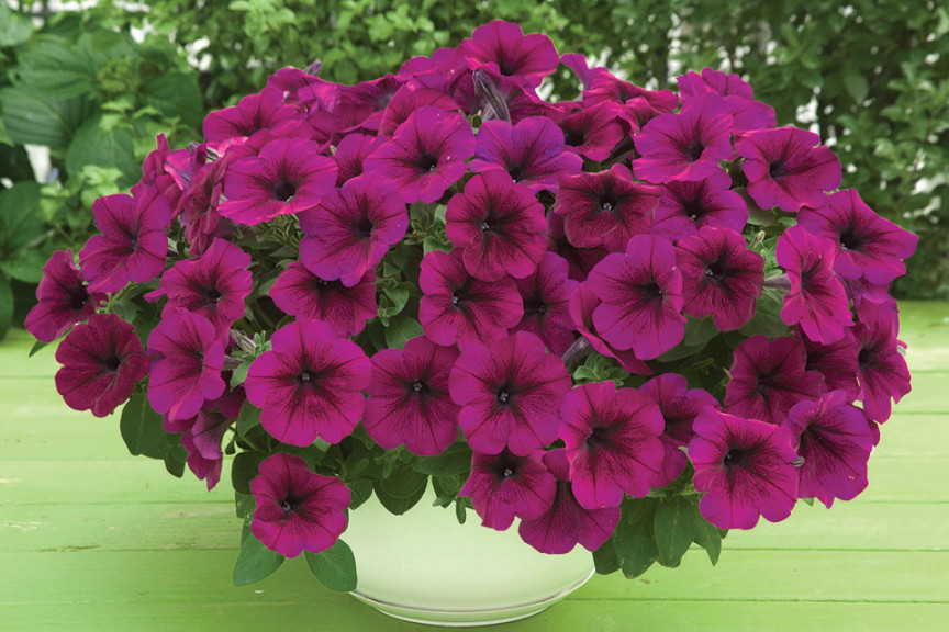 Petunia F1 ‘Trilogy Deep Purple’ (American Takii, Salinas, CA)
