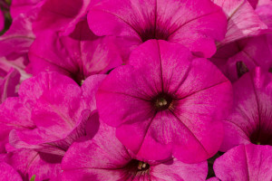 Petunia ‘Good and Plenty Bubbilicious’ (Green Fuse Botanicals)