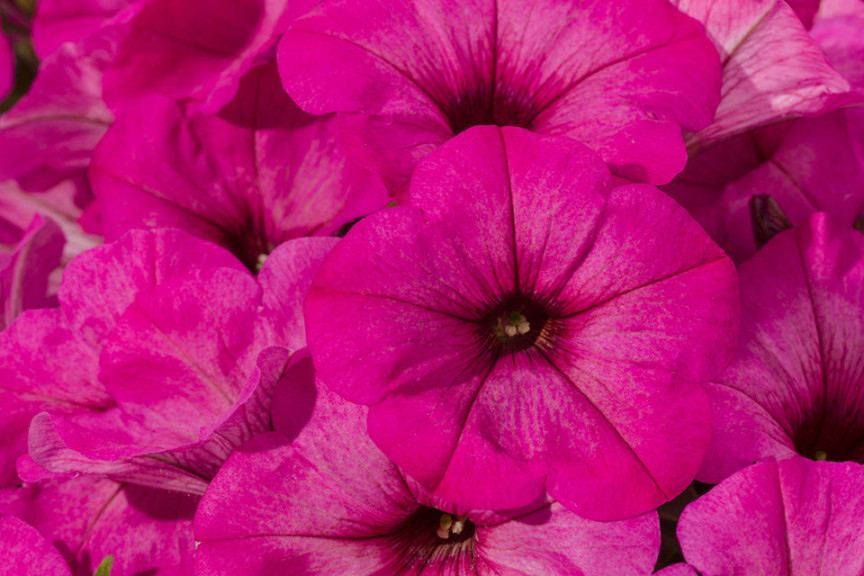 Petunia ‘Good and Plenty Bubbilicious’ (Green Fuse Botanicals)