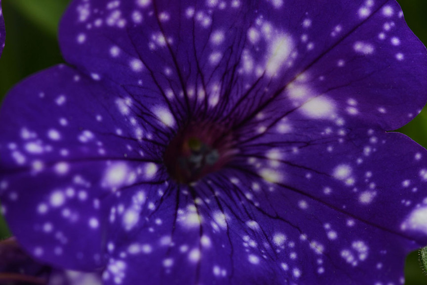 Petunia ‘Night Sky’ (Selecta, Ball Horticultural Co., Santa Paula, CA)