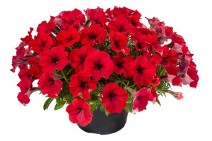 Petunia ‘QT Red’  (Green Fuse Botanicals, Santa Paula, CA)