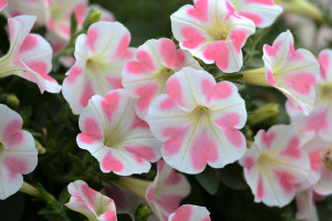 Petunia ‘Surfinia Heartbeat’ (Suntory Flowers at GroLink, Oxnard, CA)