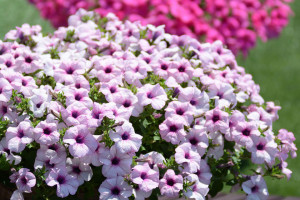 Petunia ‘Surfinia Sumo Glacial Pink’ (Suntory Flowers at GroLink, Oxnard, CA)