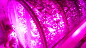 Philips Lighting And University Of Arizona Study Shows LED Systems Ideal For Growing Food In Space