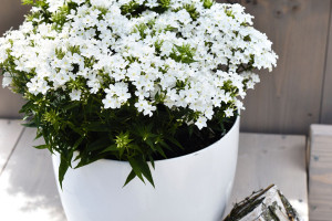 Phlox Early series (Dümmen Orange, BarrelHouse Brewing Co., Paso Robles, CA, and Edna Valley Vineyard, San Luis Obispo, CA)