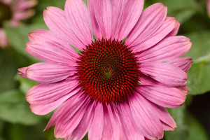 Echinacea ‘Prairie Splendor Compact Rose’ (Syngenta Flowers, Gilroy, CA)