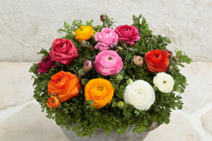 Ranunculus ‘Bloomingdale II’ (Sakata Seed, Salinas, CA)