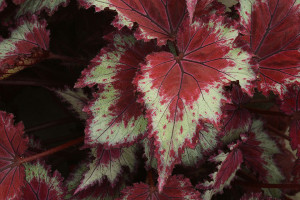 Rex Begonia ‘Jurassic Red Splash’ (Ball Ingenuity, Ball Horticultural Co., Santa Paula, CA)