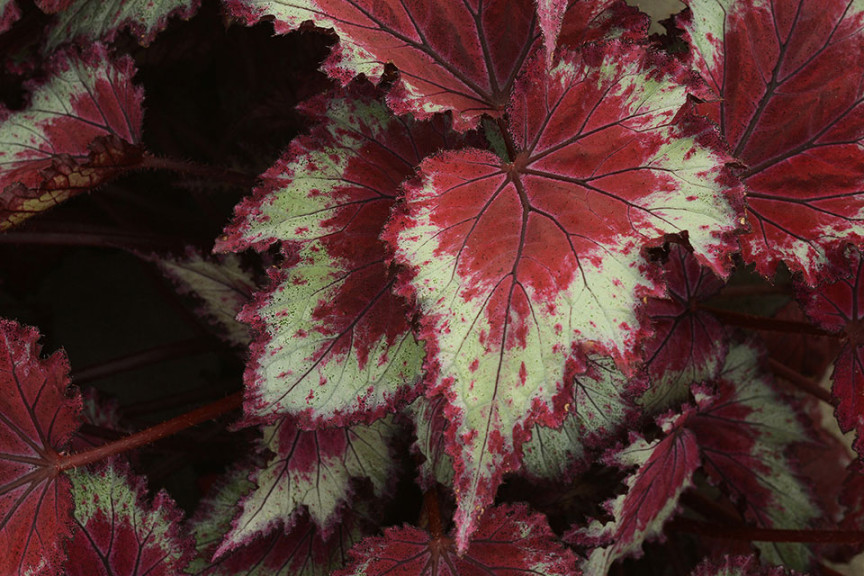 Rex Begonia ‘Jurassic Red Splash’ (Ball Ingenuity, Ball Horticultural Co., Santa Paula, CA)