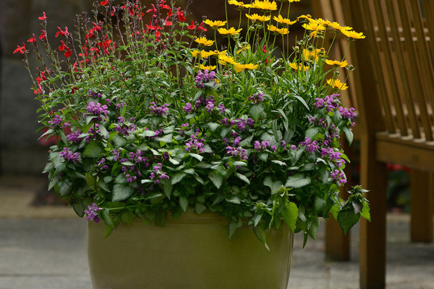 Rhythmix Perennial Combos (Darwin Perennials, Ball Horticultural Co., Santa Paula, CA)