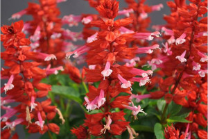 Salvia splendens ‘Grandstand Red Lipstick Pink’ (Green Fuse Botanicals)