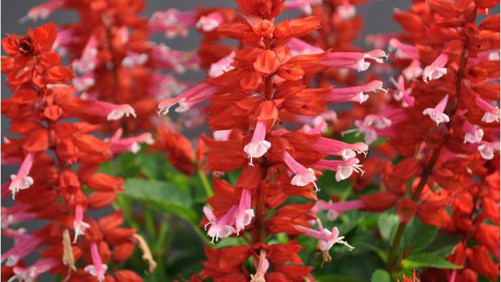 Green Fuse Botanicals Is Building Up First Light Perennial Program