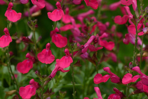 Salvia greggii ‘Mirage Hot Pink’ (Green Leaf Plants)