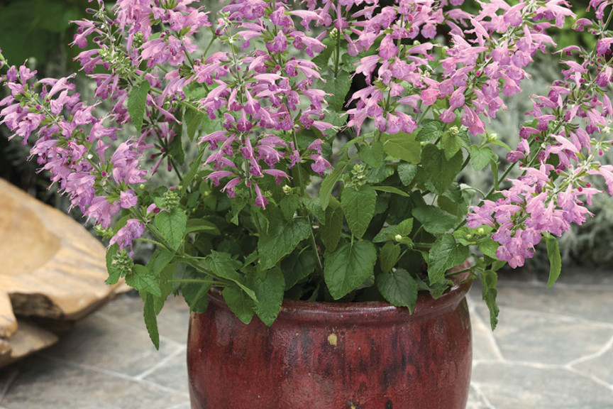 Salvia ‘Summer Jewel Lavender’ (American Takii, Salinas, CA)