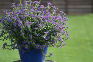 Scaevola Surdiva (Suntory Flowers at GroLink, Oxnard, CA)