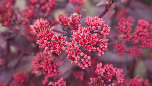 Flower Breeders To Debut Hot New Perennials For 2017 At California Spring Trials