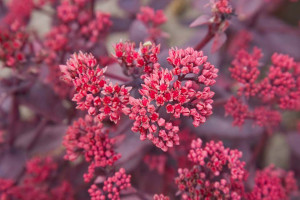 Sedum telephium ‘Chocolate Cherry’ (Cultivaris at Pacific Plug & Liner, Watsonville, CA)