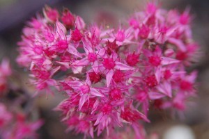 19 New Deer-Resistant Perennials