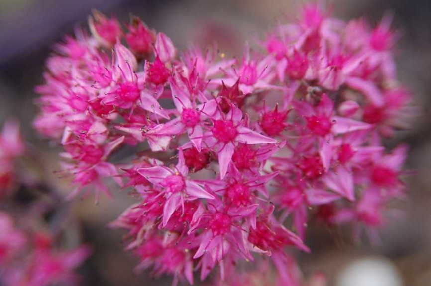 19 New Deer-Resistant Perennials