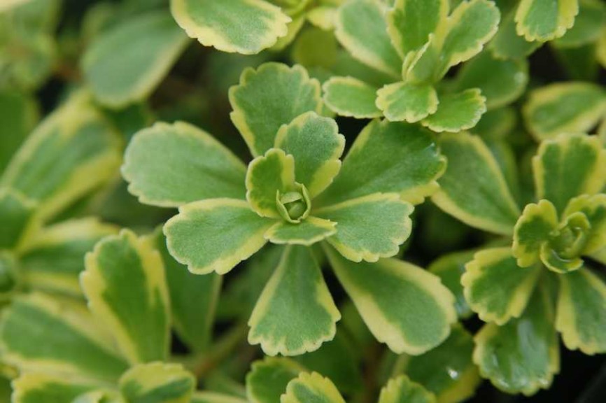 19 New Deer-Resistant Perennials