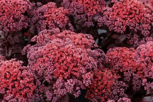 19 New Deer-Resistant Perennials