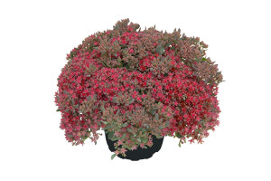 Sedum ‘Rocky’ and ‘Painted Pebble’ (Kientzler at Windmill Nursery, Buellton, CA)