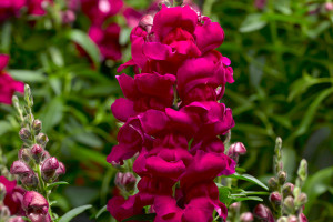 Snapdragon Snaptastic (Syngenta Flowers, Gilroy, CA)