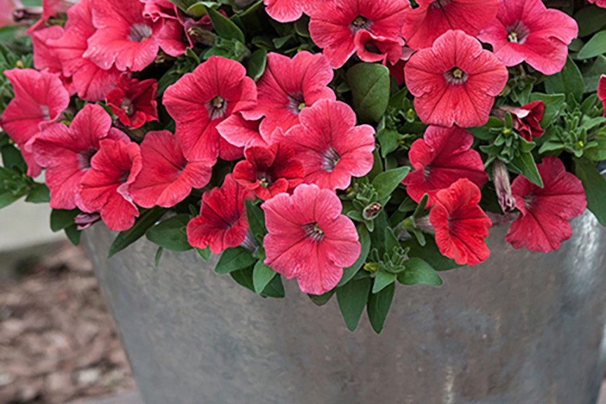 Petunia x hybrida trailing F1 'SUCCESS Coral' (Benary, Watsonville, CA)