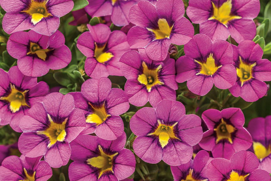 Calibrachoa ‘Superbells Hollywood Star’ (Proven Winners, Kirigin Cellars Winery, Gilroy, CA)