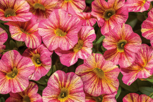 Calibrachoa ‘Superbells Tropical Sunrise’ (Proven Winners, Kirigin Cellars Winery, Gilroy, CA)