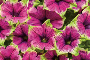 Petunia ‘Supertunia Picasso in Purple’ (Proven Winners, Kirigin Cellars Winery, Gilroy, CA)