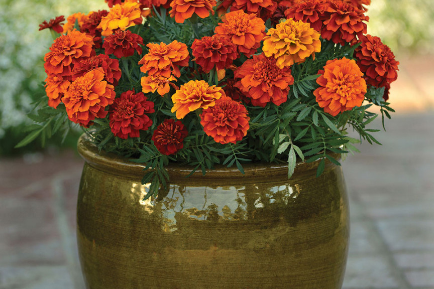 Tagetes ‘Fireball’ (PanAmerican Seed, Ball Horticultural Co., Santa Paula, CA)