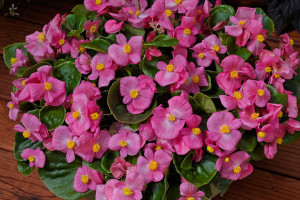 Begonia TopSpin (Syngenta Flowers, Gilroy, CA)