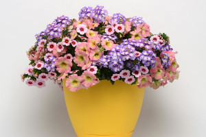 Trixi Combos (Selecta, Ball Horticultural Co., Santa Paula, CA)