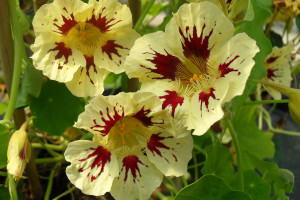 Tropaeolum majus ‘Orchid Cream’ (Thompson-Morgan at Speedling, San Juan Bautista)