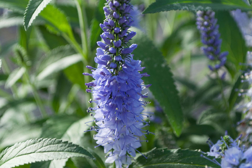 Veronica ‘Vernique Shining Sea’ (Green Fuse Botanicals, Santa Paula, CA)