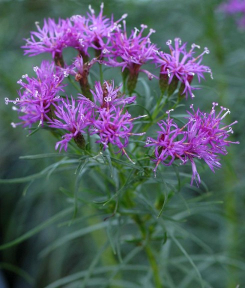 Vernonia lettermannii 'Iron Butterfly' from North Creek (2015 Massachusetts Horticultural Society Field Trials)