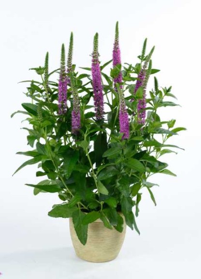 19 New Deer-Resistant Perennials