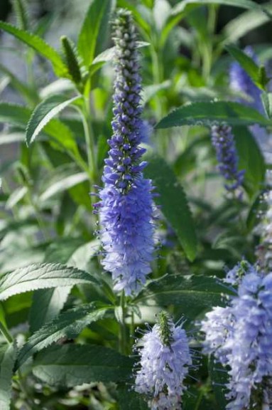 19 New Deer-Resistant Perennials