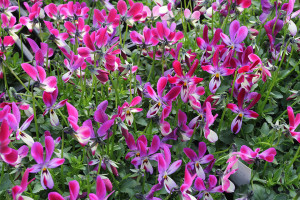 Viola hybrid ‘Bunny Ears’ (Thompson-Morgan at Speedling, San Juan Bautista)